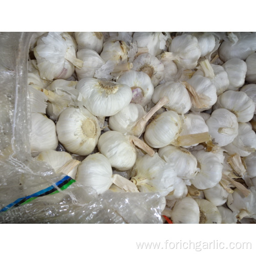 High Quality Best Price Pure White Garlic